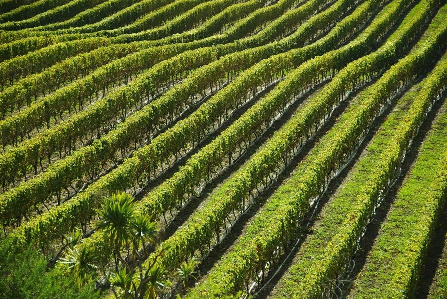 Naples: Mount Vesuvius Vineyard Tour w/ Lunch & Wine Tasting - Arriving at Azienda Vinicola Sorrentino