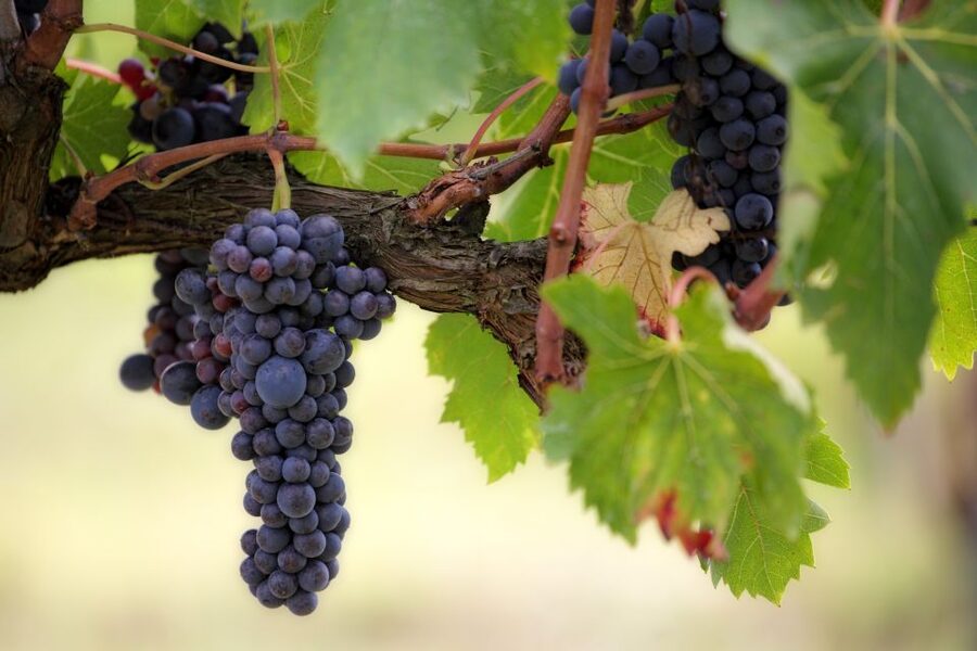 Naples: Vesuvius Half-Day Trip with Lunch and Wine Tasting - Key points at a glance