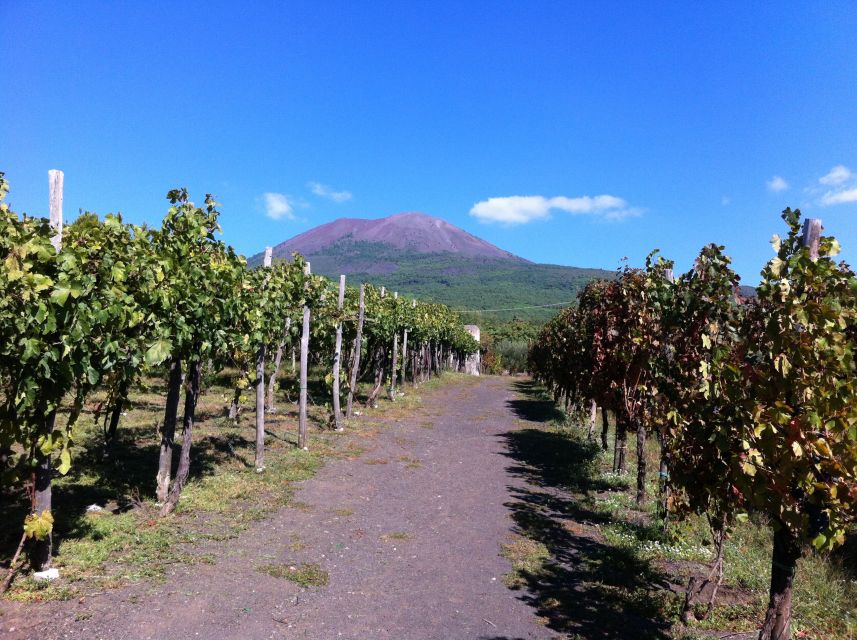 Naples: Vesuvius Half-Day Trip with Lunch and Wine Tasting - Riding to 1,000 meters