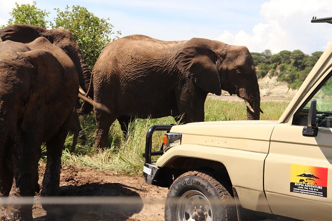 Ngorongoro Crater Day Trip - Picnic lunch and the practical rhythm of the day