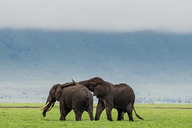 Ngorongoro Crater Day Trip – Shared Group Safari - Why Ngorongoro Crater works so well as a one-day safari
