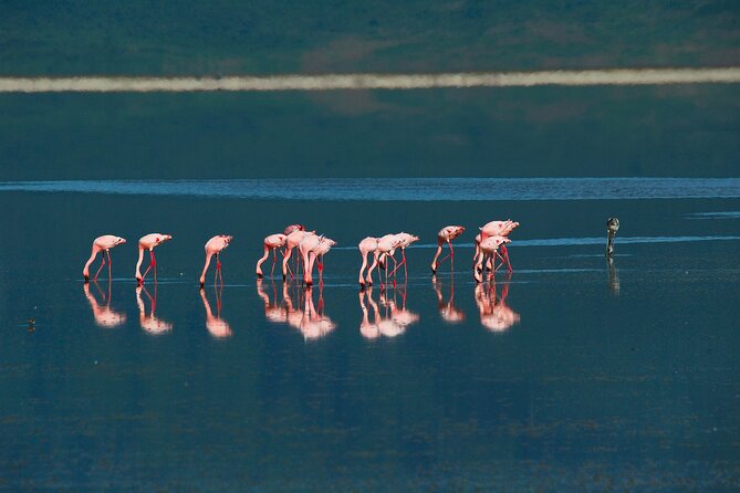 Ngorongoro Crater Day Trip – Shared Group Safari - Game drives on the crater floor