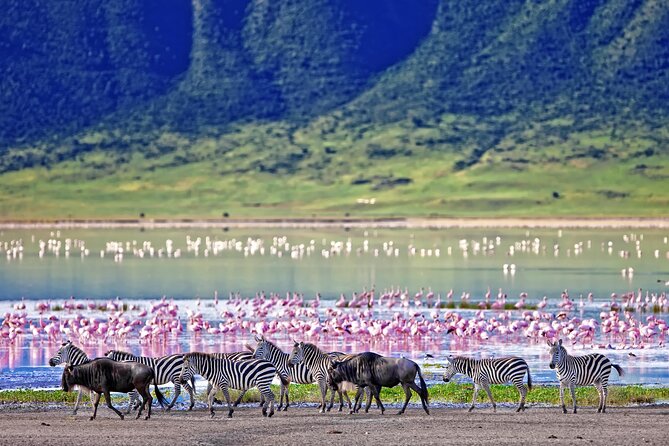 Ngorongoro Crater Day Trip – Shared Group Safari - Lake Magadi and the flamingos