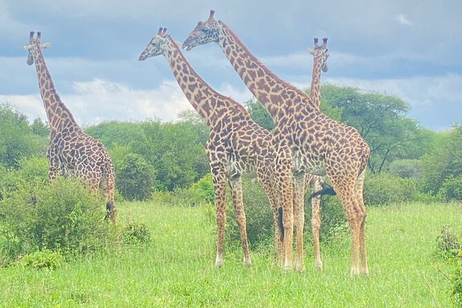 Ngorongoro Crater Day Trip – Shared Group Safari - Maasai culture and life in the conservation area