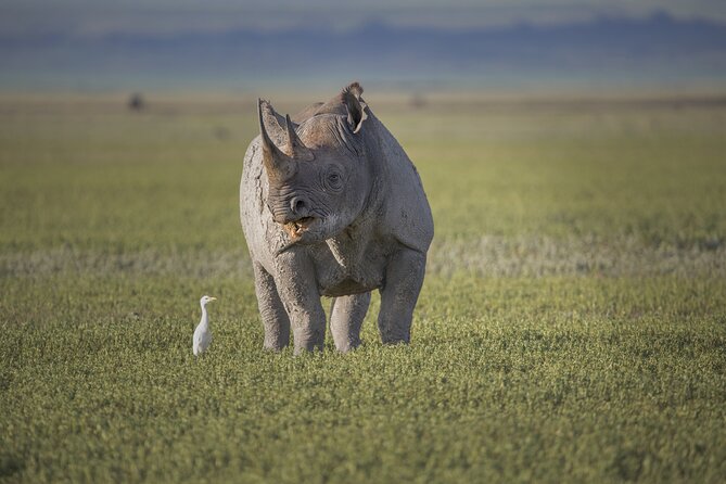 Ngorongoro Crater Day Trip – Shared Group Safari - Lunch, comfort, and the realities of a shared vehicle