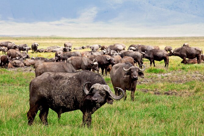 Ngorongoro Crater Day Trip – Shared Group Safari - The crater rim: your first great view