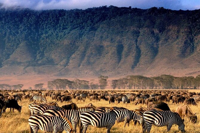 Ngorongoro Crater Exclusive: A Journey into Africa’s Eden - Why this Ngorongoro day trip is appealing