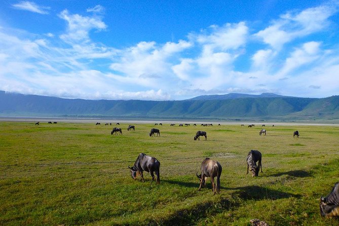 Ngorongoro Crater Exclusive: A Journey into Africa’s Eden - The 3:00 pm ascent and return to Arusha