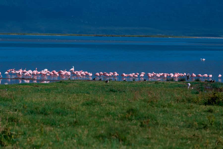Ngorongoro Crater: Full-Day Safari Tour - Guide service, vehicles, and group arrangements