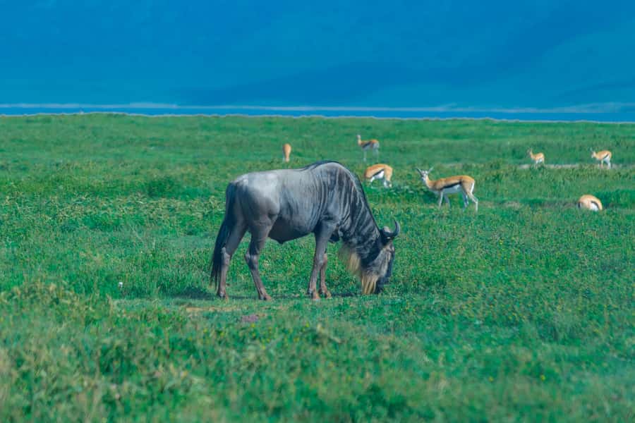 Ngorongoro Crater: Full-Day Safari Tour - The long trip from Arusha to the crater