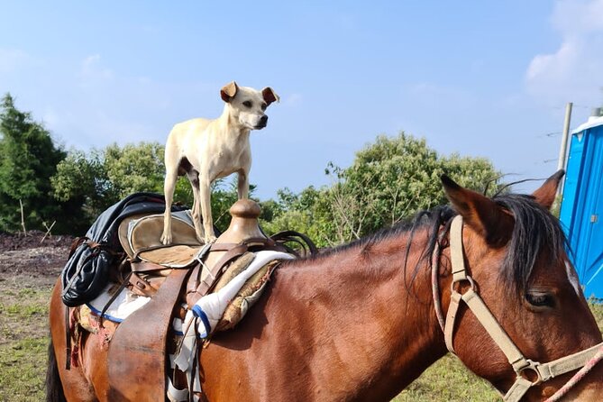 Pacaya Volcano Luxury Sunset Horseback Riding Tour/ Dinner Cooked by-Lava Chef - Timing, booking, and weather details