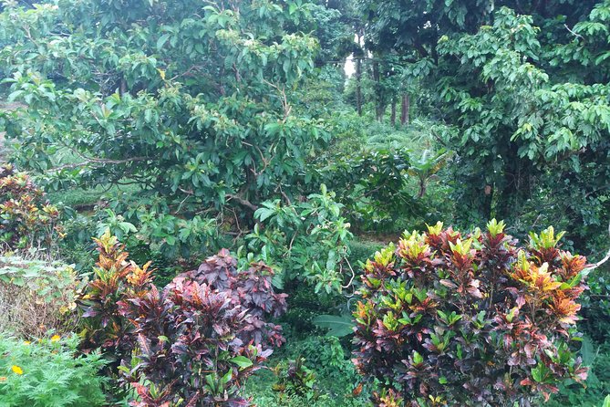 Pepper's Choice : Waterfalls, Sulphur Spa & Black Sand Beach - Four sides of Dominica in one well-paced day