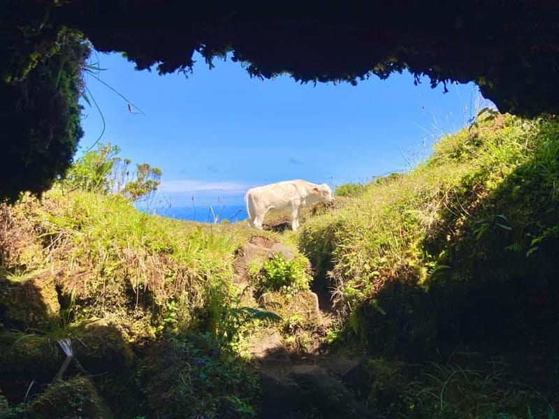 Pico Island: Lagoons and Mysterious Lava Tunnels Guided Tour - Why the small group changes the day