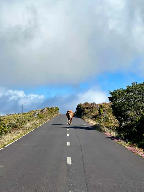 Pico Island: Lagoons and Mysterious Lava Tunnels Guided Tour - Who should book this Pico tour