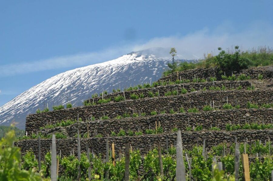 Piedimonte Etneo: Etna Wine Train Tour & Sicily Wine tasting - The first winery: Etna DOC wine with a Sicilian plate
