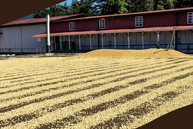 Poás Volcano and Coffee Tour with Tasting and La Paz Falls - The highland drive is part of the cost