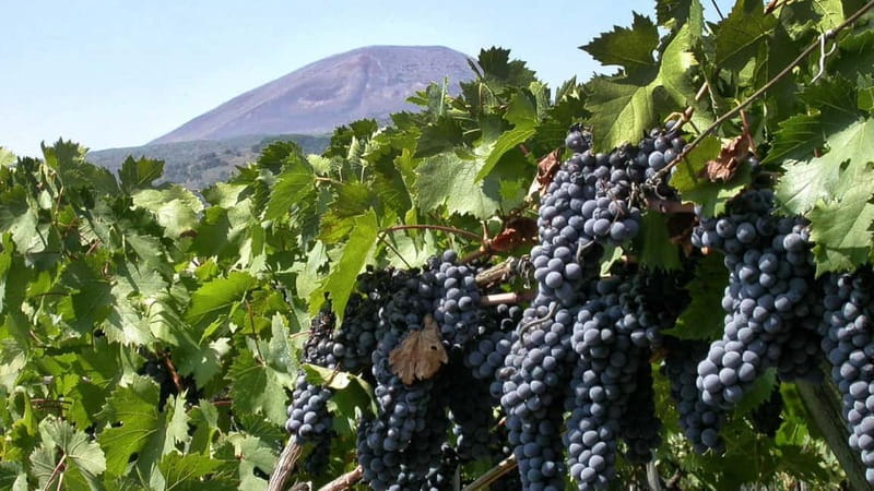Pompeii: Archeological Tour & Wine Tasting at Mt. Vesuvius - Why the guide makes or breaks the Pompeii visit