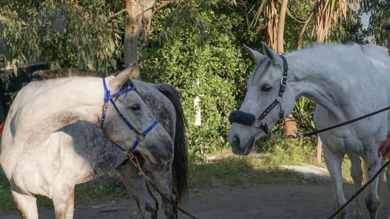 Pompeii: Mount Vesuvius Night Horseback Ride and Italian BBQ - Riding through the vineyards after dark