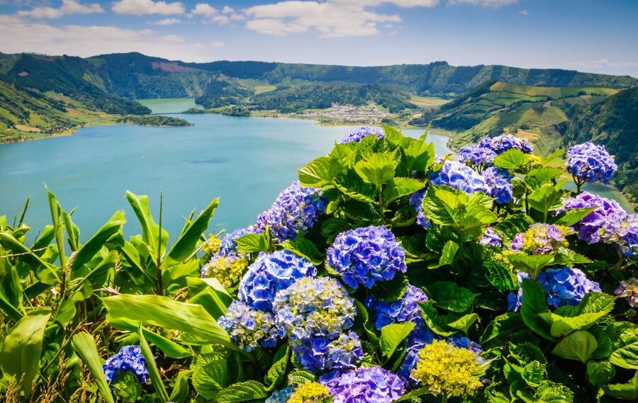 Ponta Delgada: Sete Cidades & Lagoa do Fogo Tour - Pineapples at Fajã de Baixo
