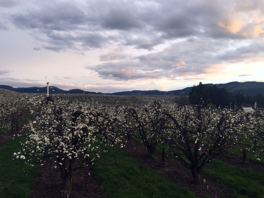 Portland: Mount Hood Wine and Waterfalls Full-Day Tour - Basalt cliffs and Multnomah Falls