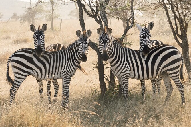 Private 6-Day Tarangire Manyara Crater and Serengeti with Mid-Range Lodges - Why this six-day route works