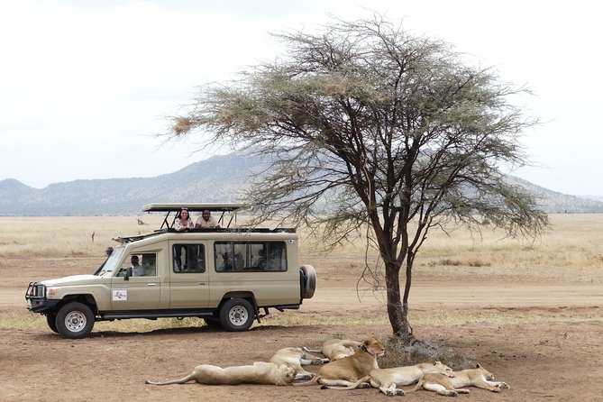 Private 6-Day Tarangire Manyara Crater and Serengeti with Mid-Range Lodges - Day 2: Tarangire brings elephants close