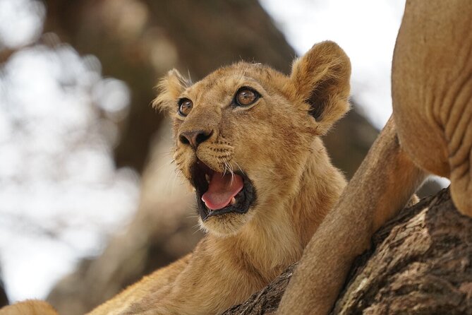 Private 6-Day Tarangire Manyara Crater and Serengeti with Mid-Range Lodges - Day 6: Lake Manyara closes with variety
