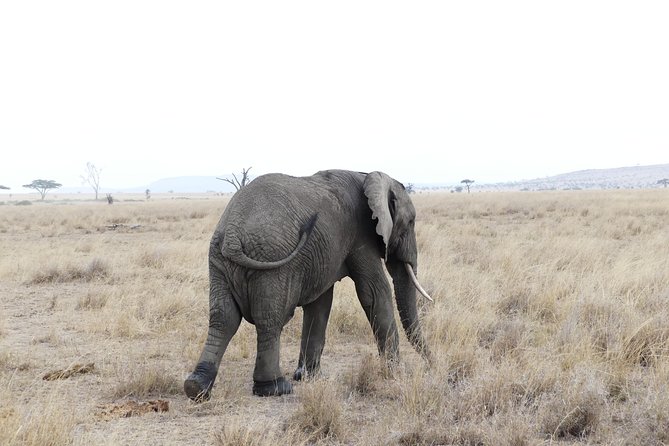 Private 6-Day Tarangire Manyara Crater and Serengeti with Mid-Range Lodges - Day 1: Arusha is your practical starting point