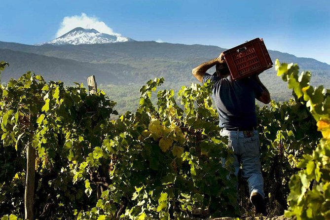 Private 6-Hour Tour of Three Etna Wineries with food&wine tasting - Pickup from Taormina, Catania, or Messina