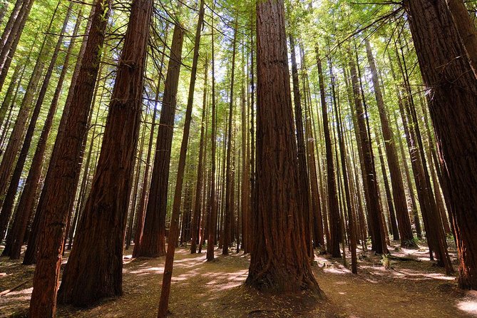 Private Full-Day Rotorua Tour from Auckland - Te Puia and the power beneath Te Whakarewarewa