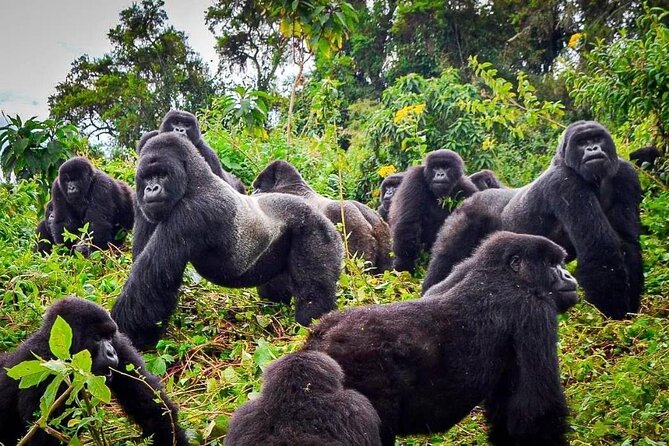 Private Gorilla Trekking Transfer from kigali to Volcanoes N.Park - Leaving Kigali at 4:30 am