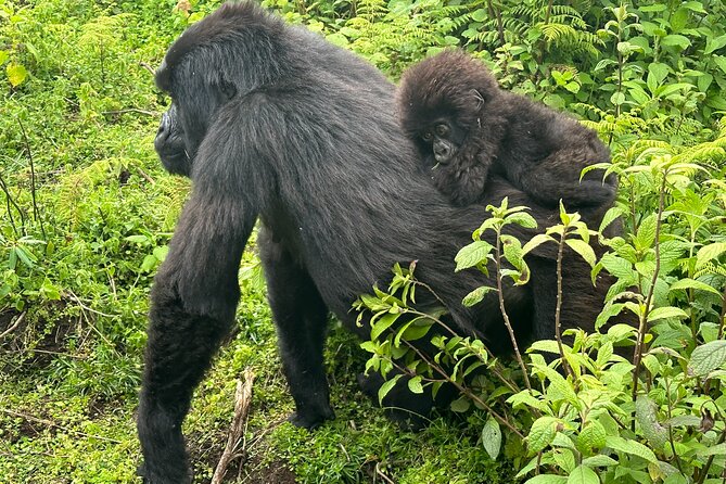 Private Gorilla Trekking Transfer from kigali to Volcanoes N.Park - What the mountain gorilla trek demands