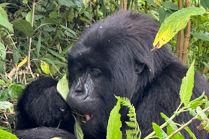 Private Gorilla Trekking Transfer from kigali to Volcanoes N.Park - Returning to Kigali after the forest