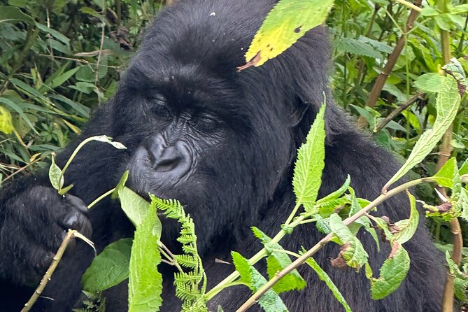 Private Gorilla Trekking Transfer from kigali to Volcanoes N.Park - What the $350 price really covers