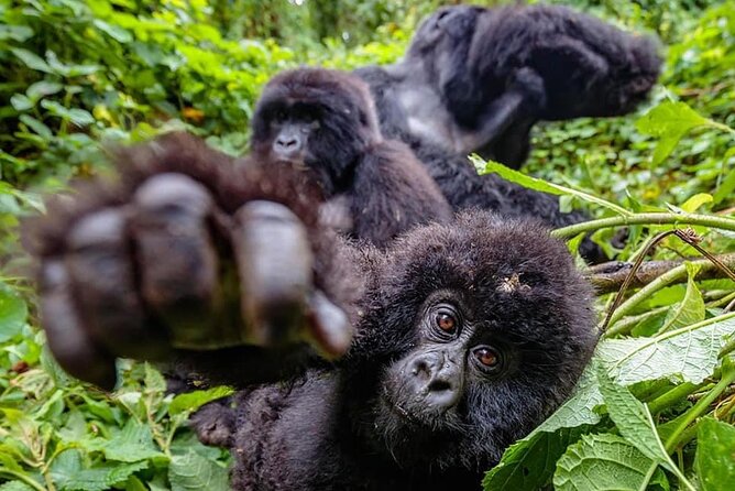 Private Gorilla Trekking Transfer from kigali to Volcanoes N.Park - Packing advice for a better forest day