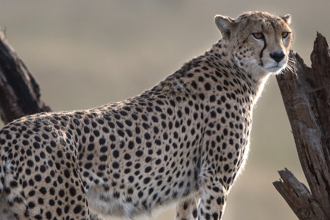 Private Group Serengeti Safari, Crater & Tarangire National Park - Day 1: Reaching the Serengeti