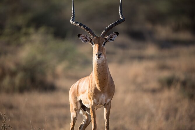 Private Group Serengeti Safari, Crater & Tarangire National Park - Practical details before you book
