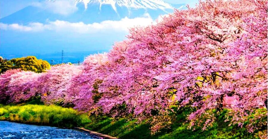 Private Mount Fuji sightseeing Day trip with English Guide - Oshino Hakkai: springs, shops, and an easy first stop