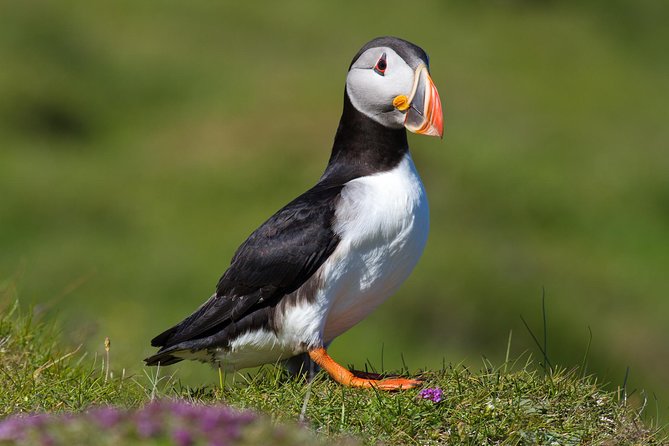 Puffin and Volcano Tour with Ebbi - Key points at a glance