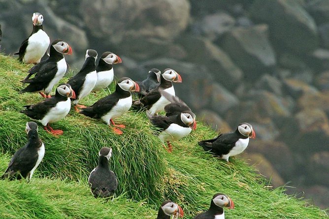 Puffin and Volcano Tour with Ebbi - Viking Town and the story of Herjólfur