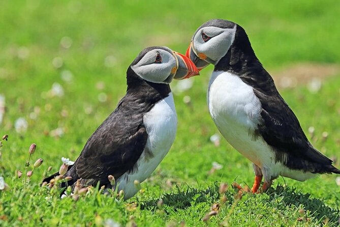 Puffin and Volcano Tour with Ebbi - Stórhöfði and the biggest puffin colony in Iceland