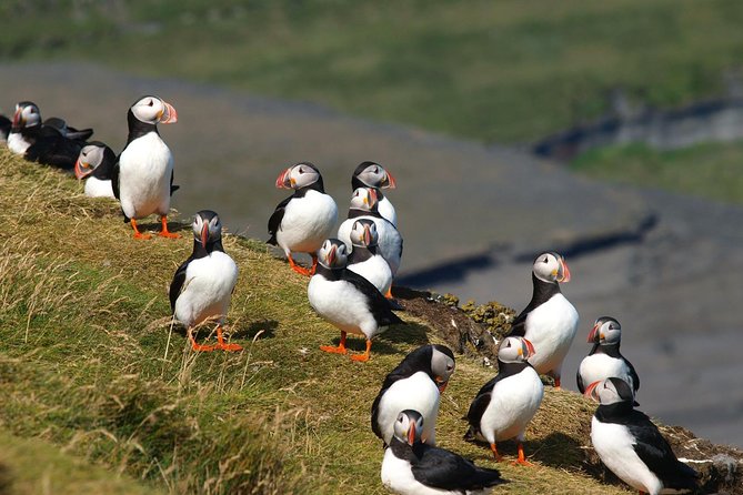 Puffin and Volcano Tour with Ebbi - Eldfell: standing inside the eruption story