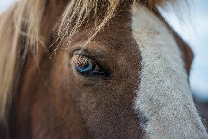 Red Lava Horse Riding Tour From Reykjavik - Riding Icelandic horses beside Reykjavik