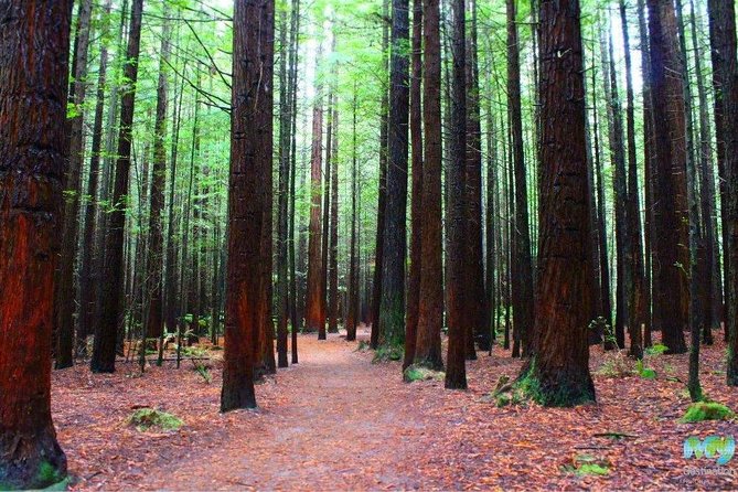 Redwood Forest , Blue Springs & Huka Falls Day Tour from Auckland - A very full day from Auckland