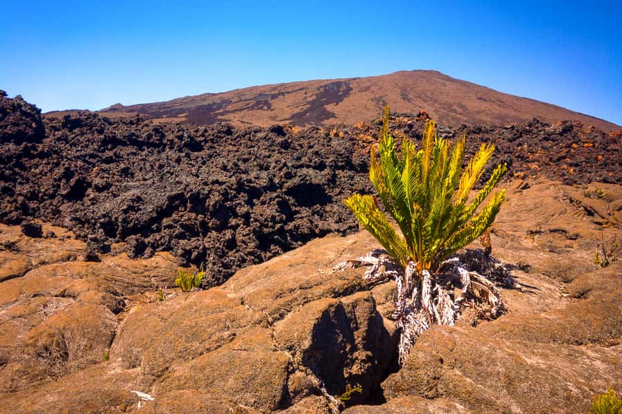 Réunion: Piton de la Fournaise Guided Volcano Hike - Is $79 a fair price for this volcano hike?