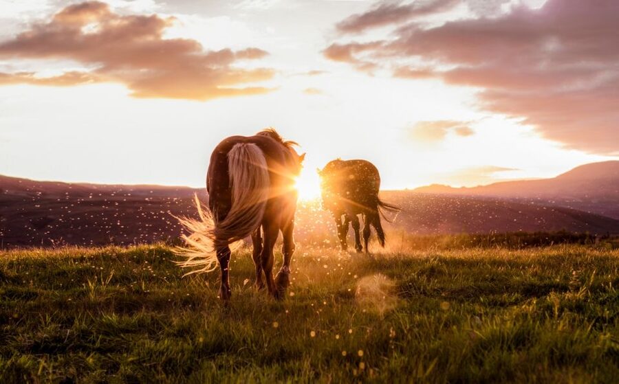 Reykjavik: Golden Circle, Tomato Farm and Kerið Crater Tour - Kerið crater brings the day to a colorful close