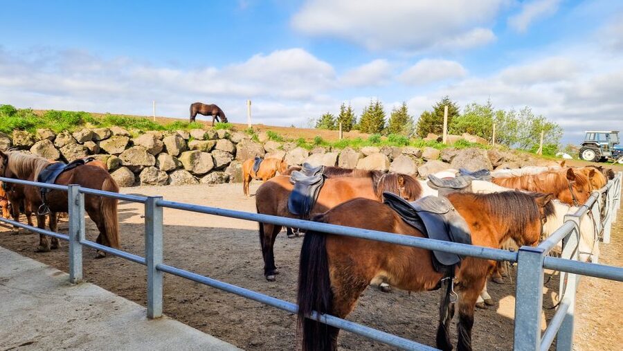 Reykjavik: Red Lava Horse Riding Tour - The beginner route through the Redhills