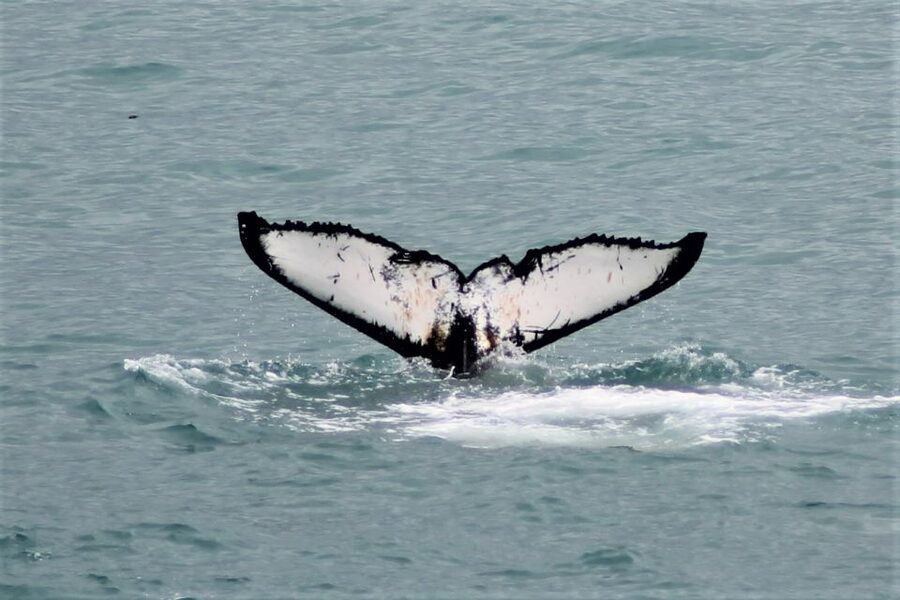 Reykjavik: Whale Watching in Faxaflói Bay & Live Lava Show - Key points to know before booking