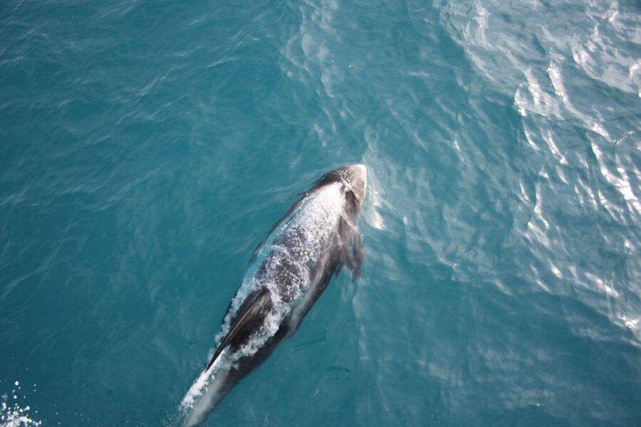 Reykjavik: Whale Watching in Faxaflói Bay & Live Lava Show - Why this Reykjavik pairing works