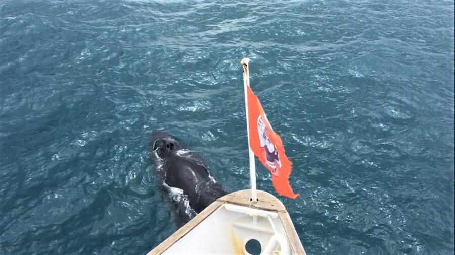 Reykjavik: Whale Watching in Faxaflói Bay & Live Lava Show - What three hours on Faxaflói Bay feels like